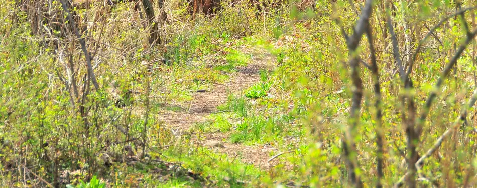 A Springtime Hike at Spruce Run ~2010